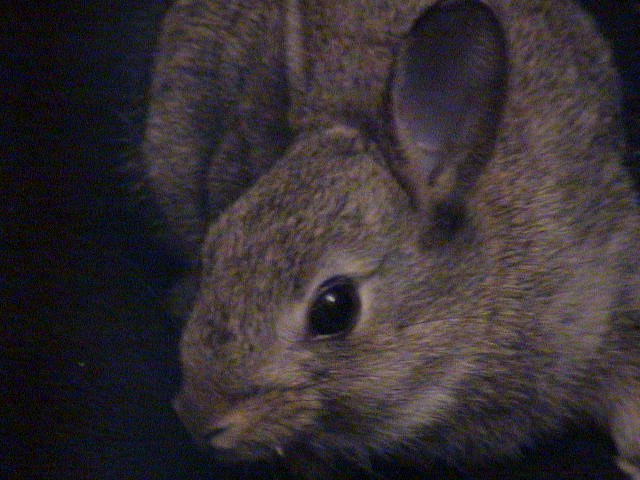 Hanna